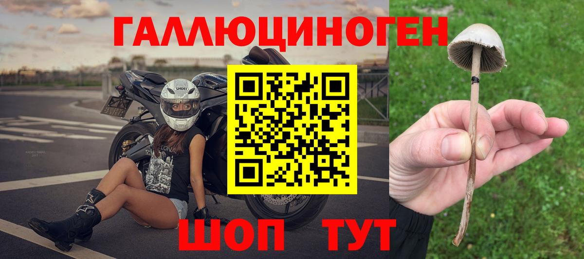 Карачаевск  Галлюциногенные грибы Cubensis  Вход с VPN 